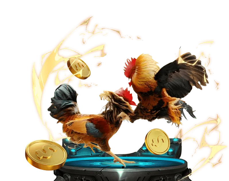 Đá gà cựa sắt kịch tính